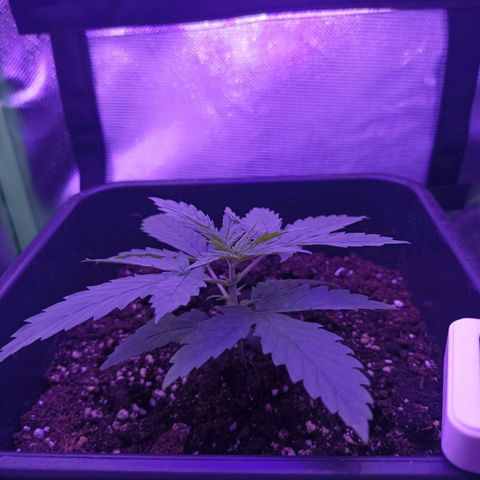 Critical growlog timeline photo