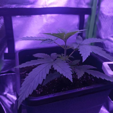 Critical growlog timeline photo