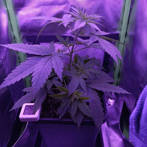Critical growlog timeline photo