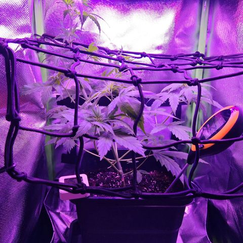 Critical growlog timeline photo