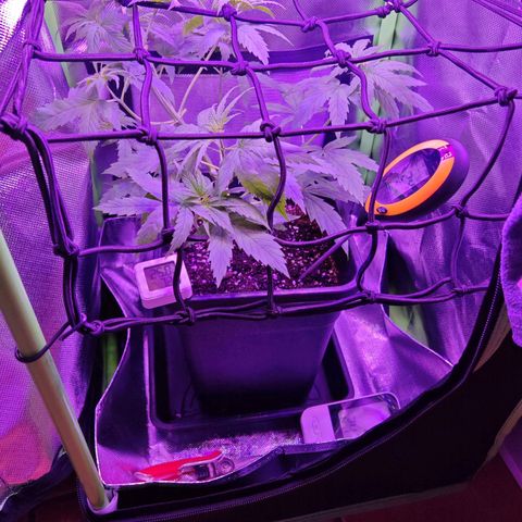 Critical growlog timeline photo