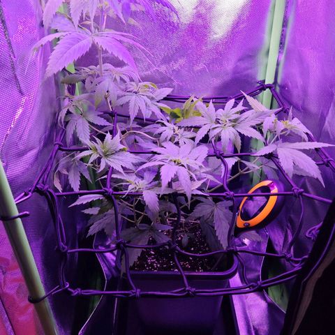 Critical growlog timeline photo