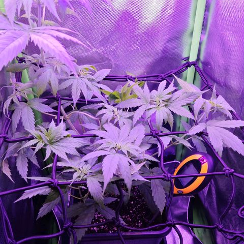 Critical growlog timeline photo