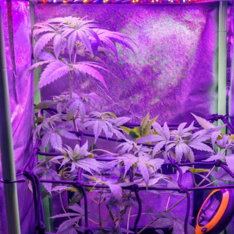 Critical growlog timeline photo