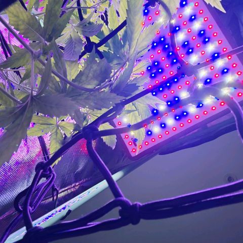 Critical growlog timeline photo