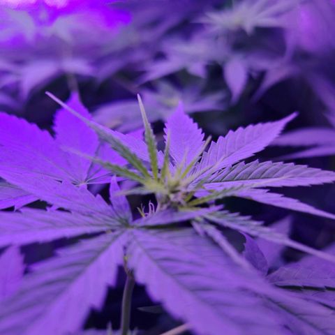 Critical growlog timeline photo