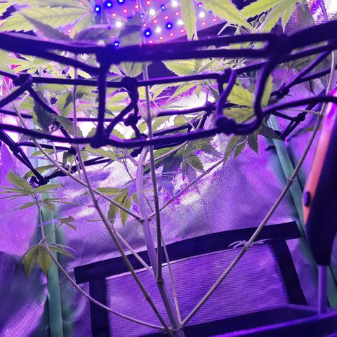 Critical growlog timeline photo