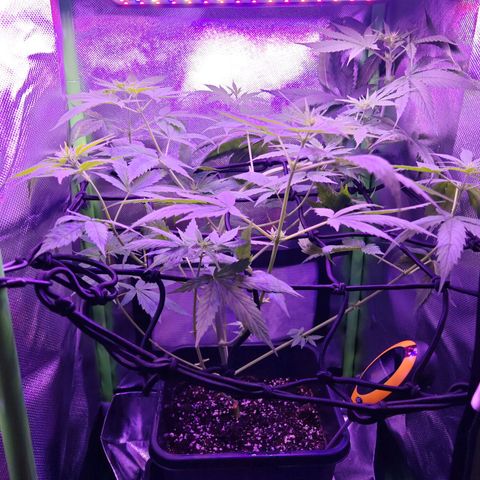 Critical growlog timeline photo