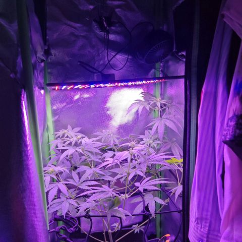 Critical growlog timeline photo