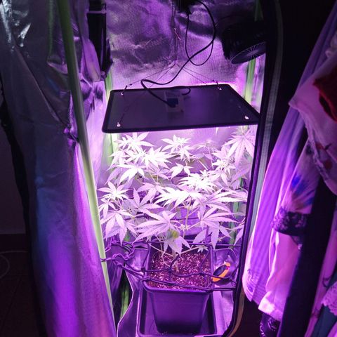 Critical growlog timeline photo