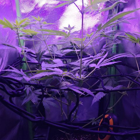 Critical growlog timeline photo