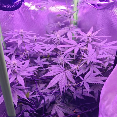 Critical growlog timeline photo