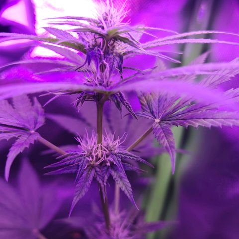 Critical growlog timeline photo