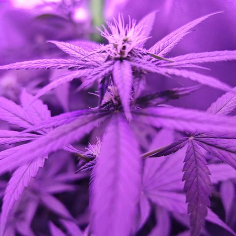 Critical growlog timeline photo