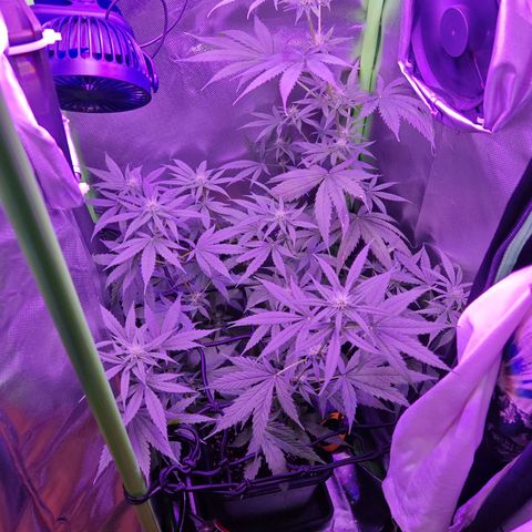Critical growlog timeline photo