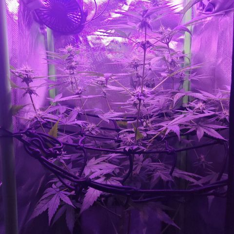 Critical growlog timeline photo
