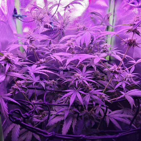 Critical growlog timeline photo