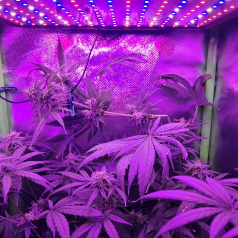 Critical growlog timeline photo