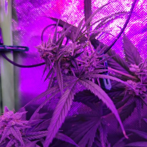 Critical growlog timeline photo