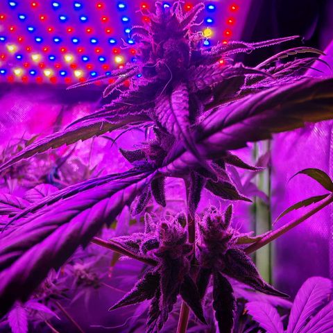 Critical growlog photo: Un porro digno con poca cosa