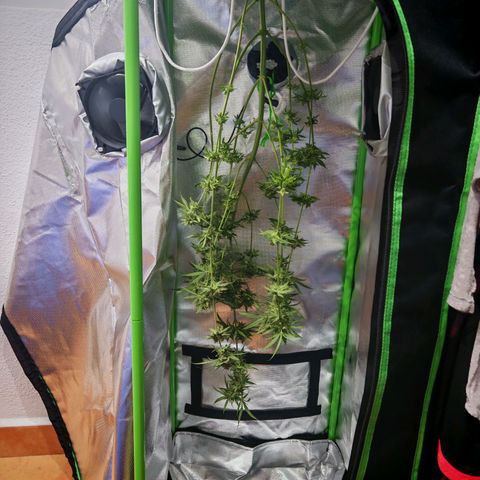 Critical growlog photo: Un porro digno con poca cosa