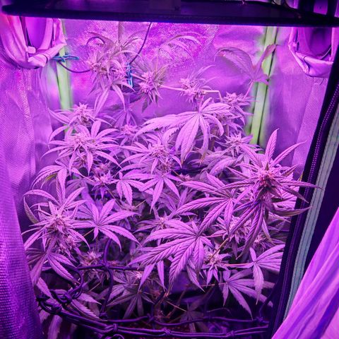 Critical growlog photo: Un porro digno con poca cosa