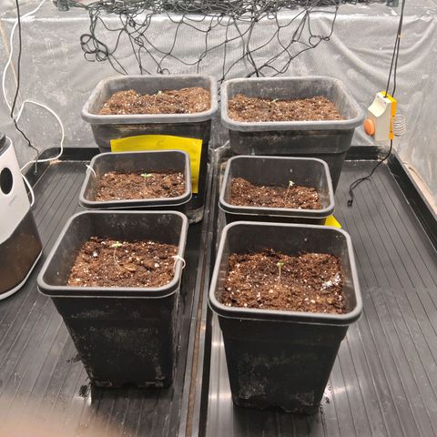 Critical Bilbo growlog timeline photo