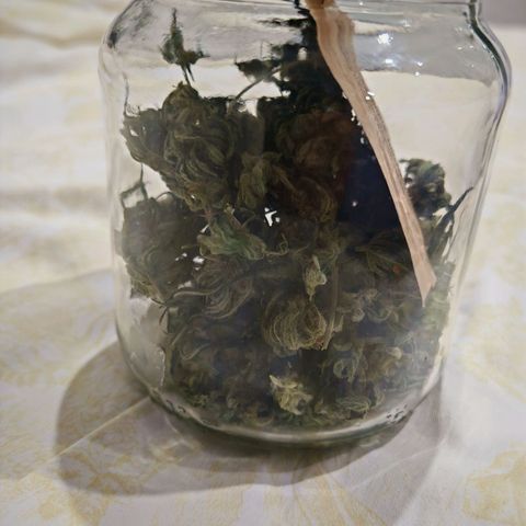 Critical growlog timeline photo