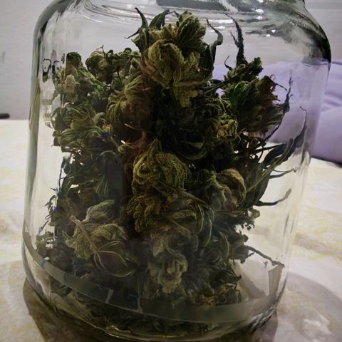 Critical growlog timeline photo