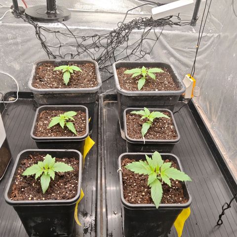 Critical Bilbo growlog timeline photo