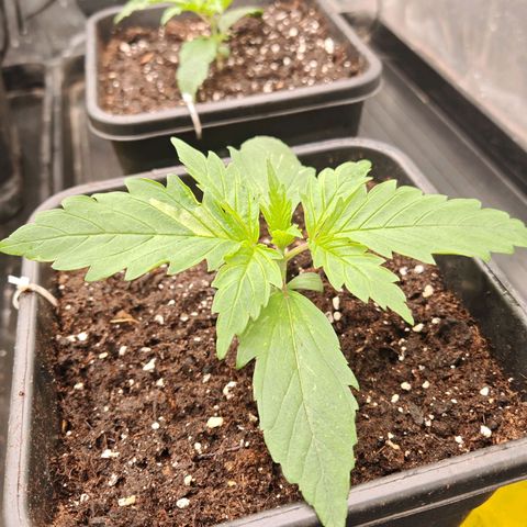 Critical Bilbo growlog timeline photo