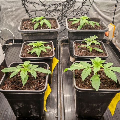 Critical Bilbo growlog timeline photo