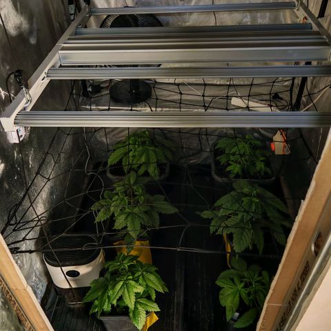 Critical Bilbo growlog timeline photo