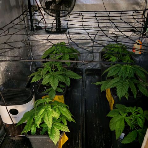 Critical Bilbo growlog timeline photo