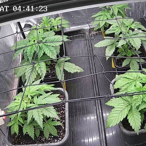 Critical Bilbo growlog timeline photo