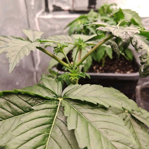 Critical Bilbo growlog timeline photo