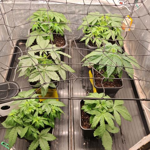 Critical Bilbo growlog timeline photo