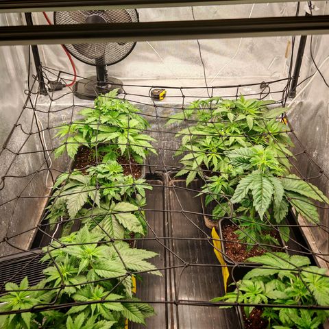 Critical Bilbo growlog timeline photo