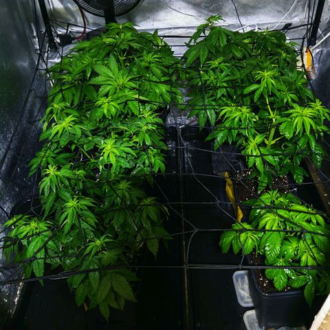 Critical Bilbo growlog timeline photo