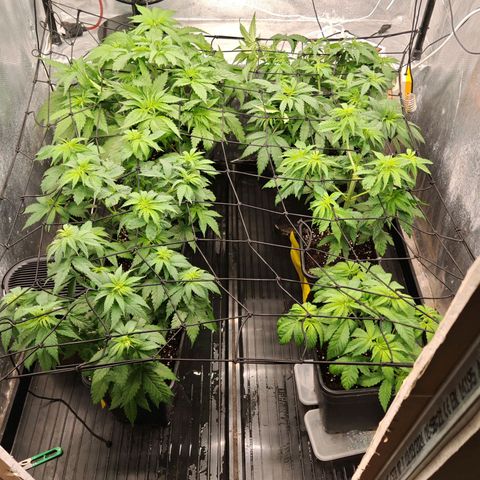 Critical Bilbo growlog timeline photo