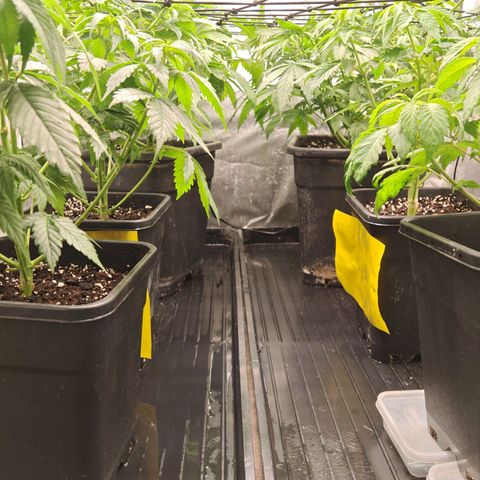 Critical Bilbo growlog timeline photo