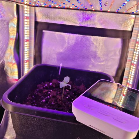 Moby Dick growlog timeline photo
