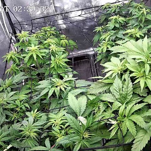 Critical Bilbo growlog timeline photo