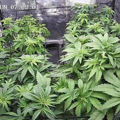 Critical Bilbo growlog timeline photo