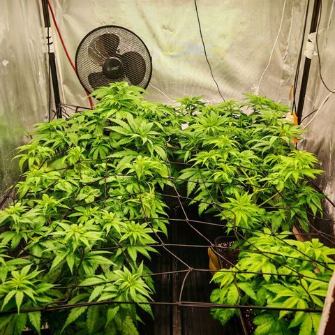 Critical Bilbo growlog timeline photo