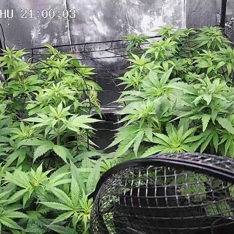 Critical Bilbo growlog timeline photo