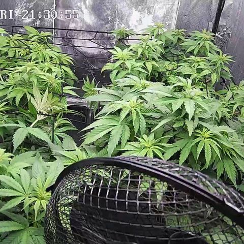 Critical Bilbo growlog timeline photo