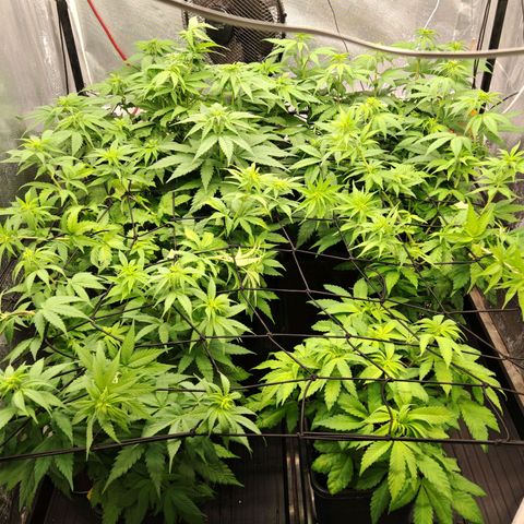 Critical Bilbo growlog timeline photo