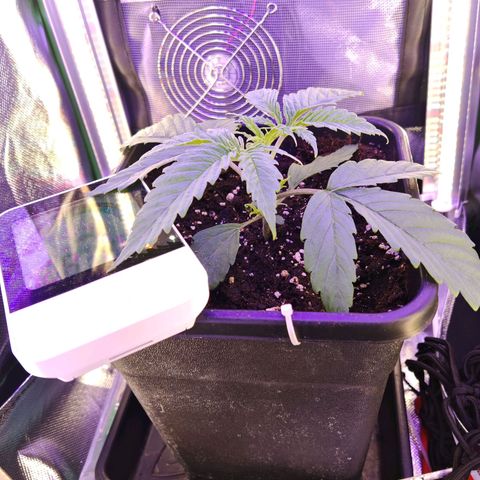 Moby Dick growlog timeline photo