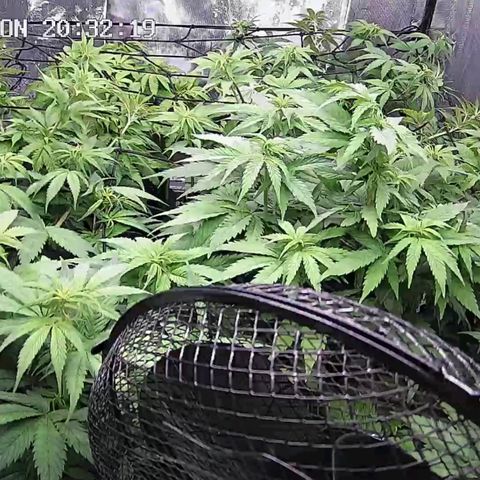 Critical Bilbo growlog timeline photo